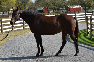 My Right Horse Adoptable Horse of the Week: No Alibi — November 24, 2020