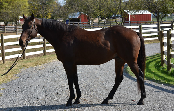 My Right Horse Adoptable Horse of the Week - No Alibi