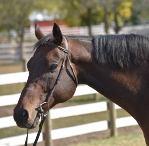 My Right Horse Adoptable Horse of the Week - No Alibi