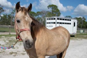 My Right Horse Adoptable Horse of the Week - Nova