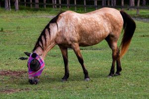 My Right Horse Adoptable Horse of the Week: Nova — March 8, 2021