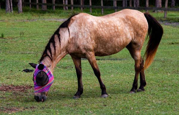 My Right Horse Adoptable Horse of the Week - Nova