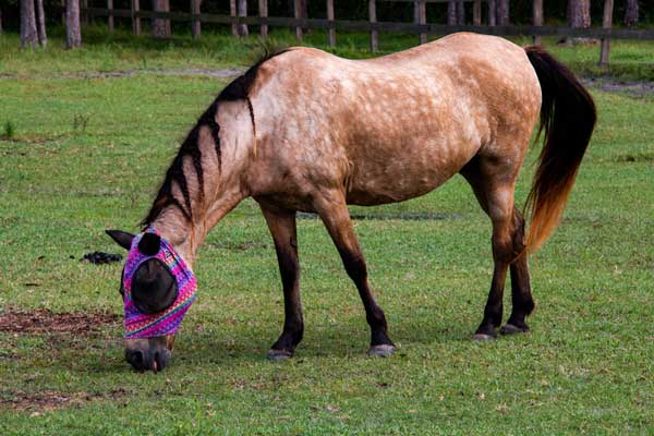 My Right Horse Adoptable Horse of the Week - Nova