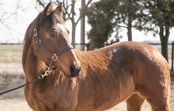 My Right Horse Adoptable Horse of the Week - Oakalita Laurie