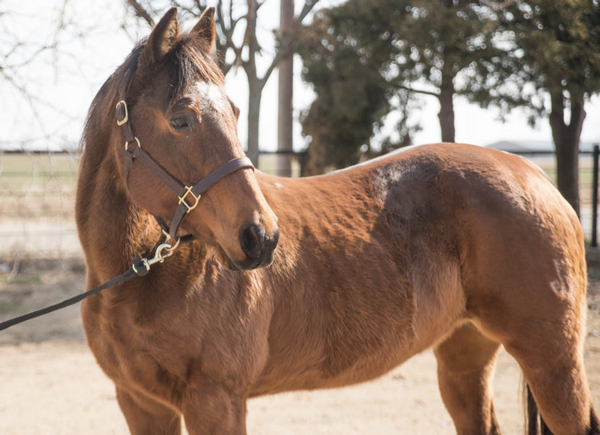 My Right Horse Adoptable Horse of the Week - Oakalita Laurie