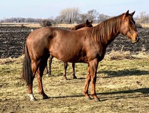 My Right Horse Adoptable Horse of the Week: Patina — March 22, 2021