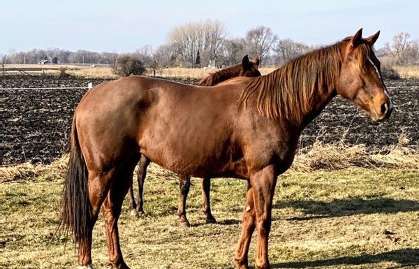 My Right Horse Adoptable Horse of the Week - Patina