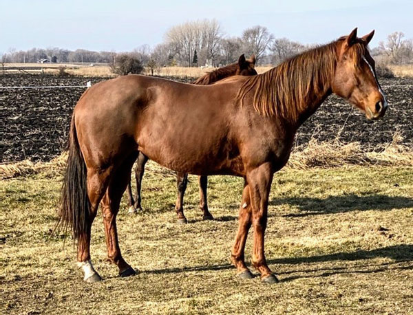 My Right Horse Adoptable Horse of the Week - Patina