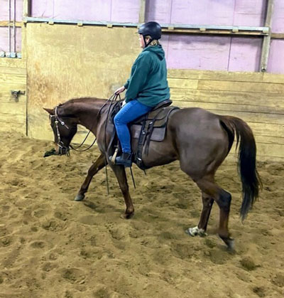 My Right Horse Adoptable Horse of the Week - Patina