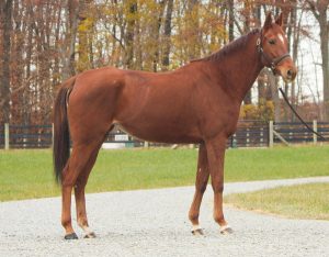 My Right Horse Adoptable Horse of the Week: Peachy — December 27, 2021