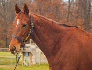 My Right Horse Adoptable Horse of the Week - Peachy