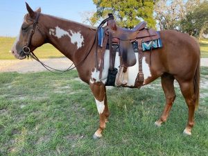 My Right Horse Adoptable Horse of the Week: Peppermint Patti — October 12, 2020