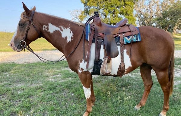 My Right Horse Adoptable Horse of the Week - Peppermint Patti
