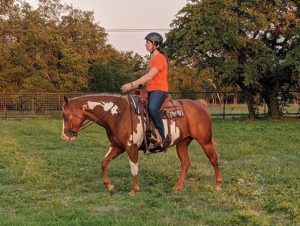 My Right Horse Adoptable Horse of the Week - Peppermint Patti