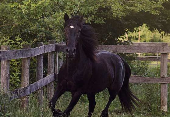 My Right Horse Adoptable Horse - Pico