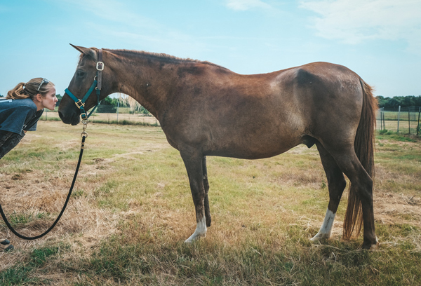 My Right Horse Adoptable Horse of the Week - Pistachio