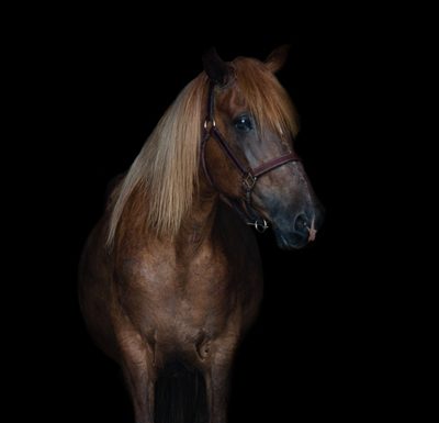 My Right Horse Adoptable Horse of the Week - Pistachio