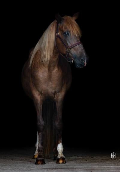 My Right Horse Adoptable Horse of the Week - Pistachio