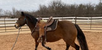 My Right Horse Adoptable Horse of the Week - Pudge