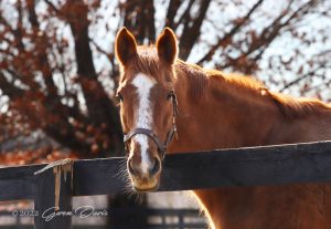 Adoptable Horse of the Week - Quick Dreams