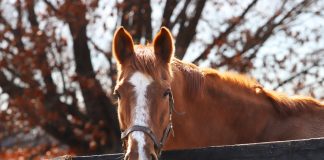Adoptable Horse of the Week - Quick Dreams