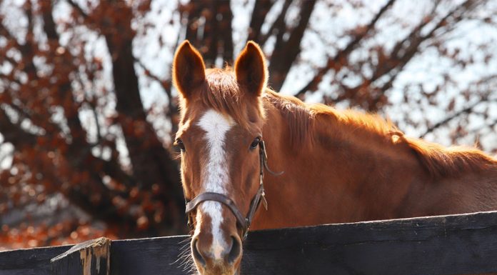 Adoptable Horse of the Week - Quick Dreams