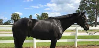 Adoptable Horse of the Week - Rawlins