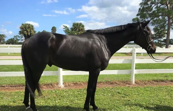 Adoptable Horse of the Week - Rawlins