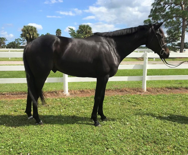 Adoptable Horse of the Week - Rawlins