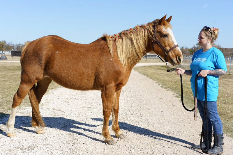 My Right Horse Adoptable Horse of the Week - Rosetta