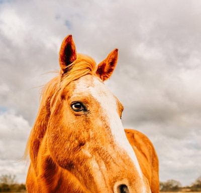 My Right Horse Adoptable Horse of the Week - Rosetta