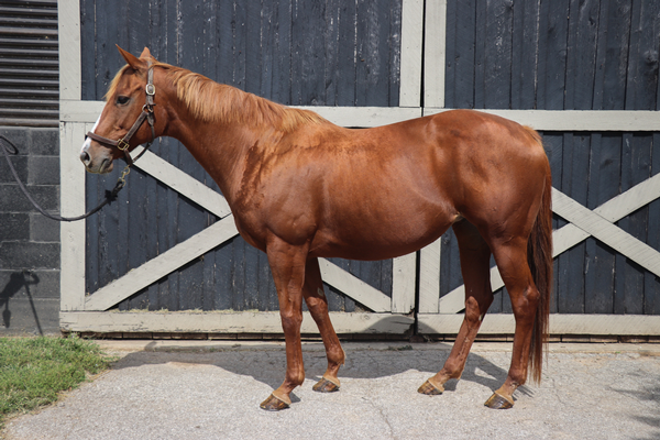 My Right Horse Adoptable Horse of the Week - Salted Cloud