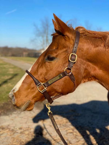 My Right Horse Adoptable Horse of the Week - Salted Cloud