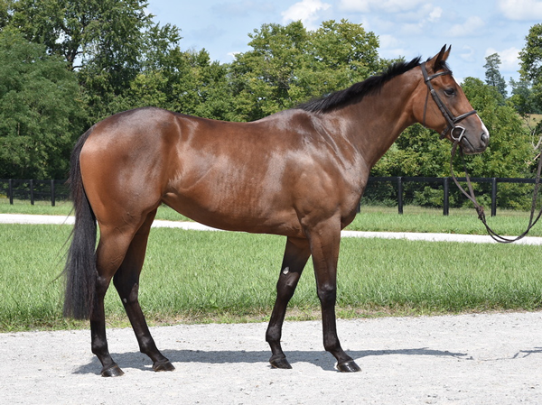 My Right Horse Adoptable Horse of the Week: Schade — December 7, 2020