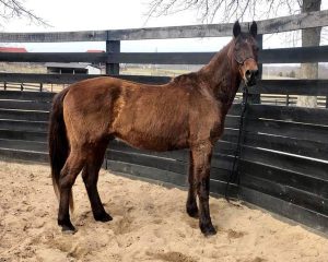 My Right Horse Adoptable Horse of the Week: Shady — March 29, 2021