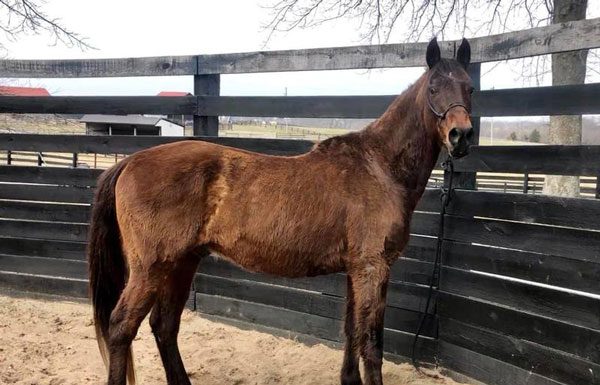 My Right Horse Adoptable Horse of the Week - Shady