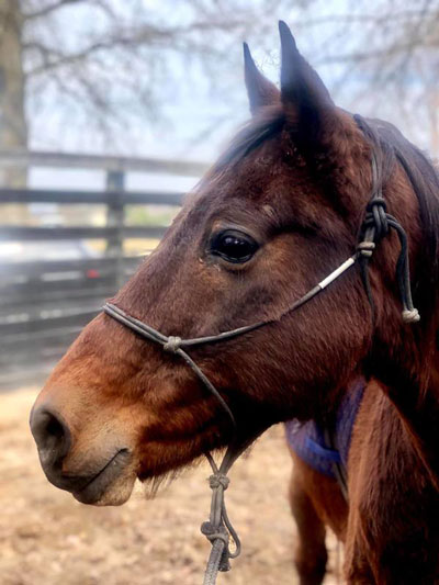 My Right Horse Adoptable Horse of the Week - Shady