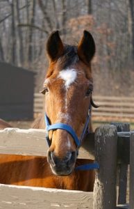My Right Horse Adoptable Horse of the Week: Simco — January 3, 2022