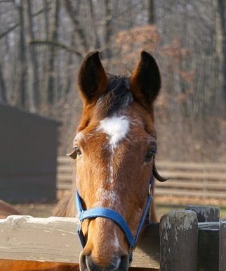 My Right Horse Adoptable Horse of the Week - Simco