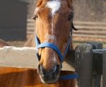 My Right Horse Adoptable Horse of the Week - Simco