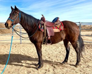 My Right Horse Adoptable Horse of the Week: Spring Term — February 14, 2022