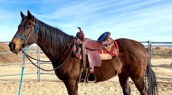 Adoptable Horse of the Week - Spring Term