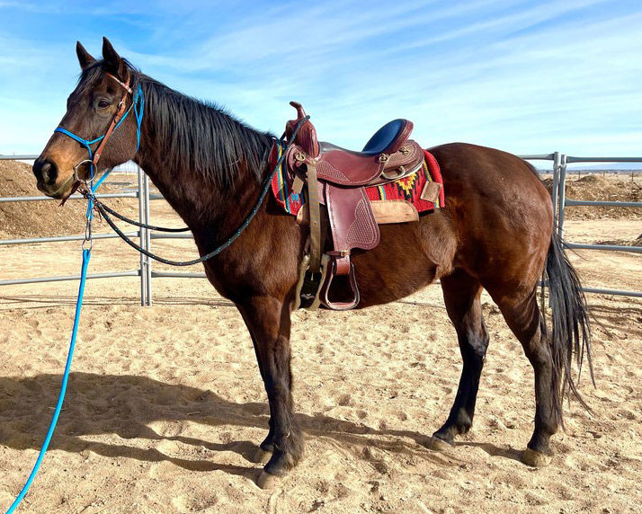 Adoptable Horse of the Week - Spring Term