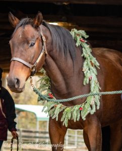 My Right Horse Adoptable Horse of the Week: Stuart Little — December 20, 2021