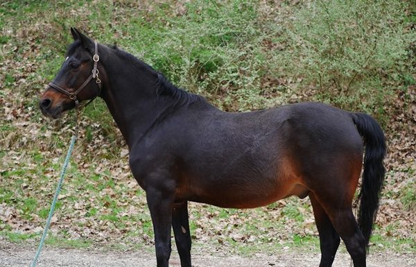 Adoptable Horse of the Week - Stuffy