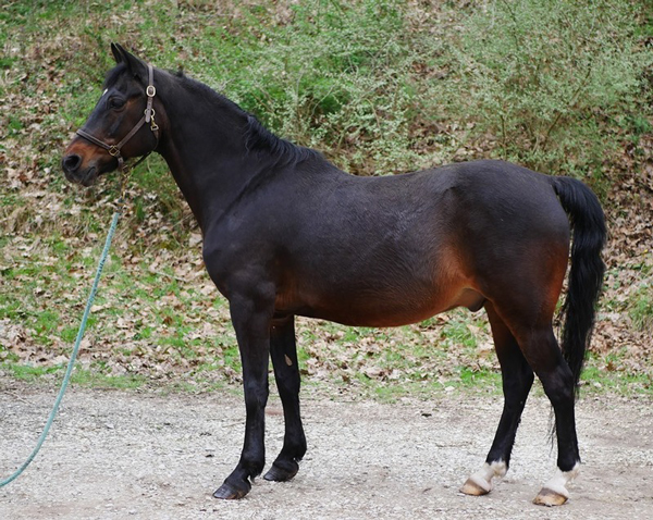 Adoptable Horse of the Week - Stuffy