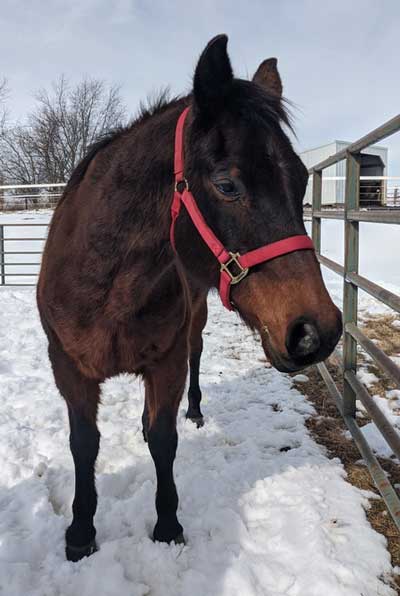 My Right Horse Adoptable Horse of the Week - Sugar