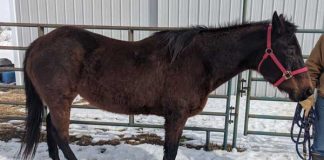 My Right Horse Adoptable Horse of the Week - Sugar
