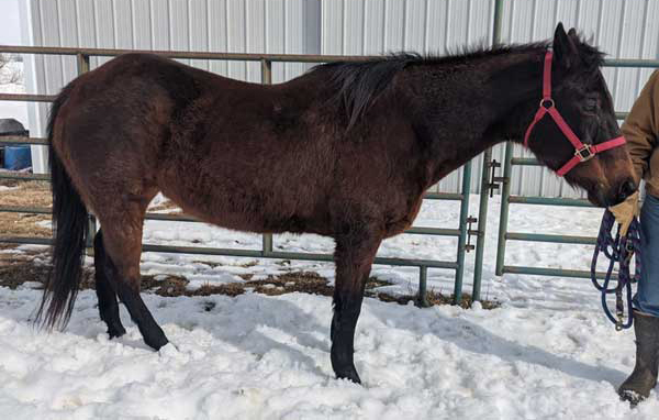 My Right Horse Adoptable Horse of the Week - Sugar