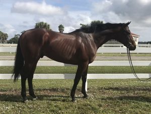 My Right Horse Adoptable Horse of the Week: Swagger Jagger — August 4, 2020